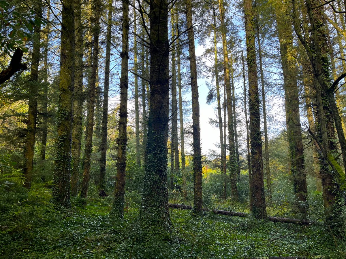 70.72  Land, Zelah, Truro, TR4 - Sold, Image 3