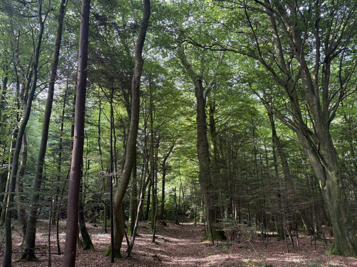 41.03  Land, Woodland At Chyverton, Chyverton, TR4 - Sold STC, Image 4