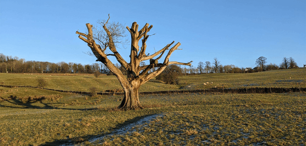 Ancient weathered tree with bare branches standing alone in a golden-lit rural field under clear blue sky.