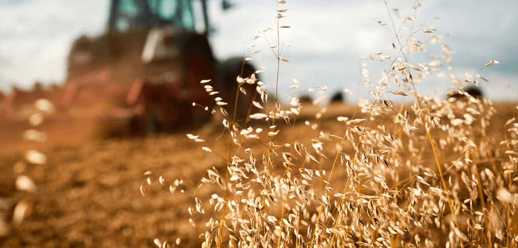 Golden wheat stalks in foreground with blurred farm tractor working in field under cloudy sky.