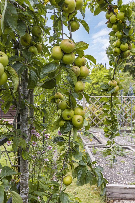 4 bedroom House, The Causeway, Steventon, OX13 - Sold, Image 15