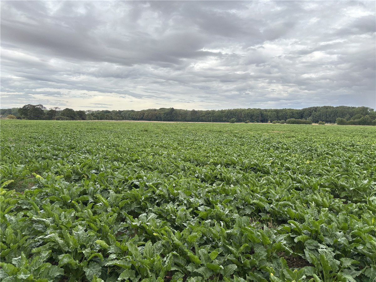   Land, Land At Owston, Doncaster, DN5 - Available, Image 5