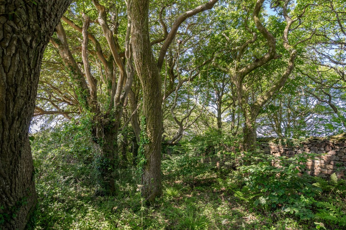 41.72  Land, Praze, Camborne, TR14 - Sold, Image 5