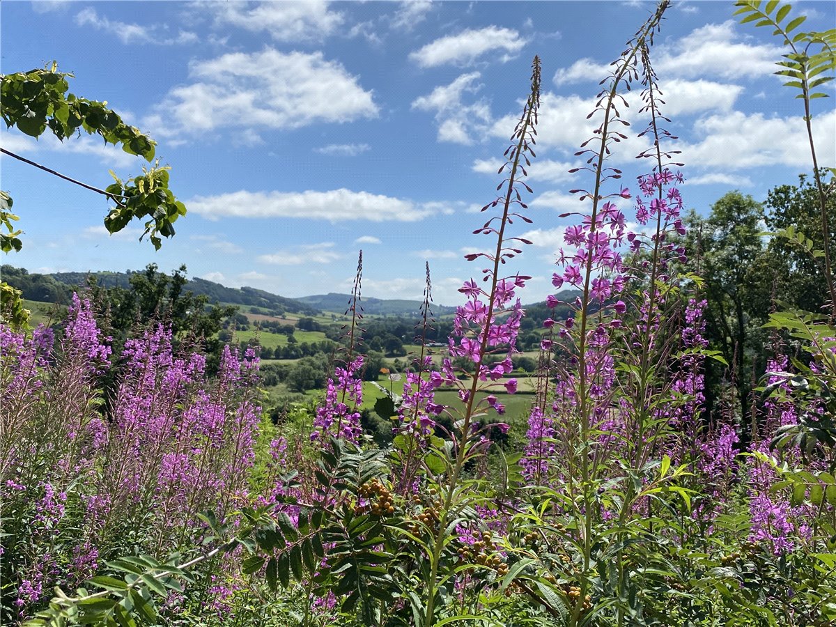   Land, Llangyniew, Welshpool, SY21 - Available, Image 22