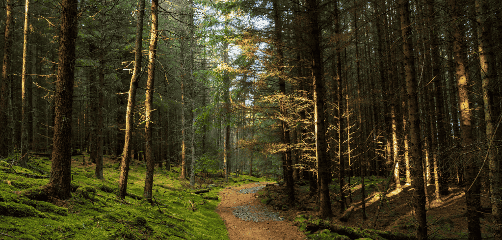 Sunlight filters through dense evergreen forest, illuminating a winding dirt path between moss-covered ground and tall trees.