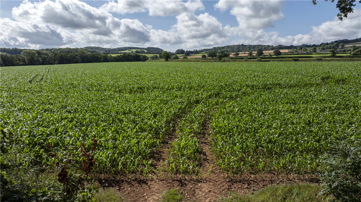 19.32  Land, Land At Spaxton, Bridgwater, TA5 - Sold, Image 3