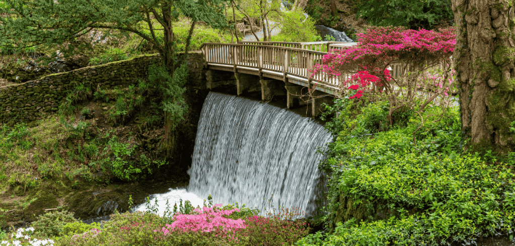 Wooden footbridge crossing a waterfall in a lush garden with vibrant pink azaleas and green foliage surrounding it.