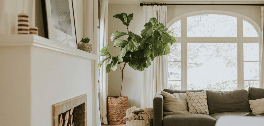 Bright living room with a large fiddle leaf fig plant, gray sofa, fireplace, and arched window with white curtains.