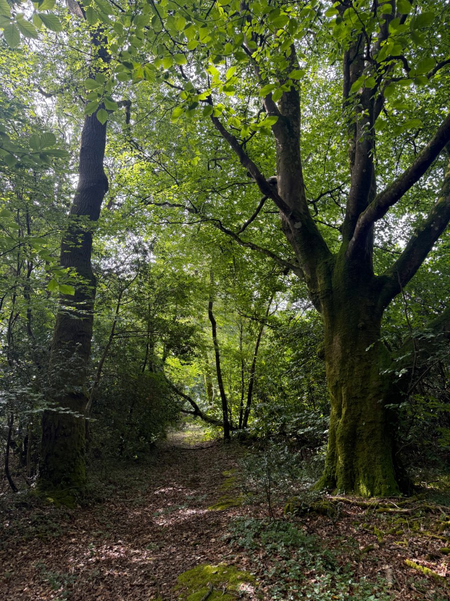 41.03  Land, Woodland At Chyverton, Chyverton, TR4 - Sold STC, Image 9