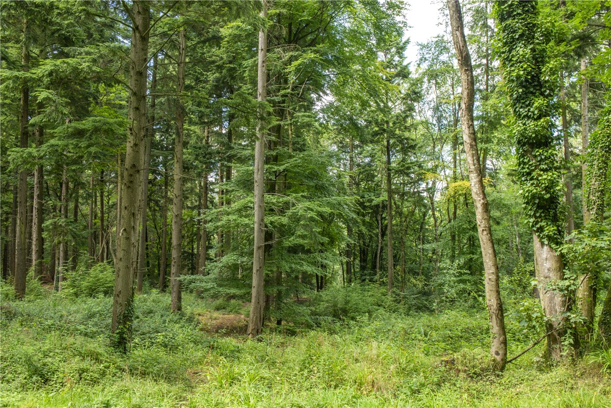 227  Farm, Buckland St. Mary, Chard, TA20 - Available, Image 9
