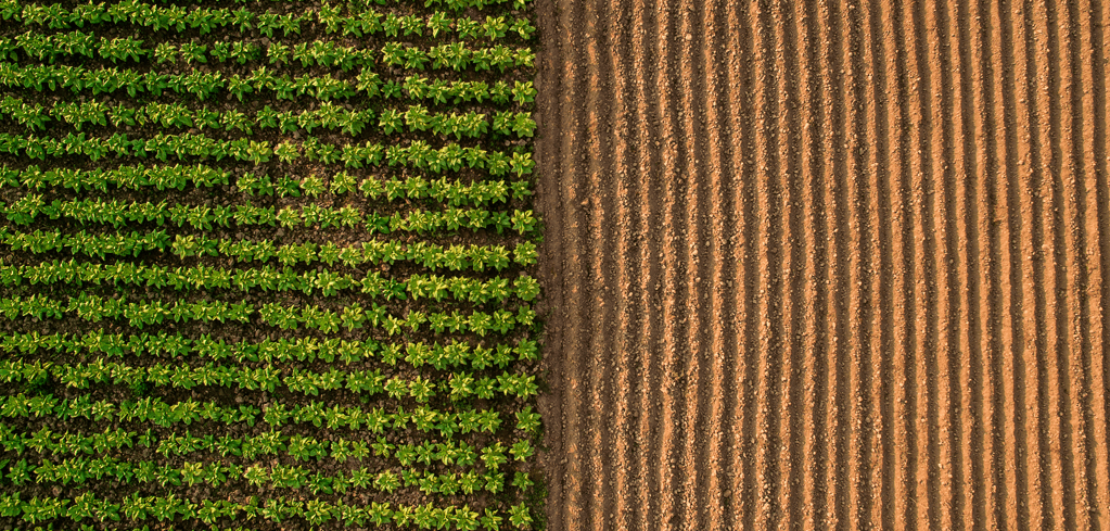 Aerial view of agricultural field divided between rows of green crops and freshly tilled brown soil.