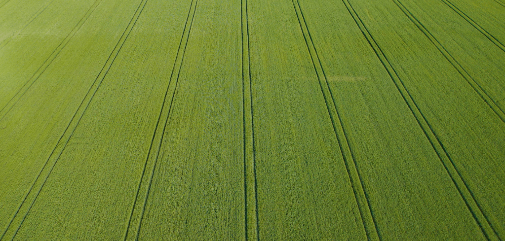 Aerial view of a vast green crop field with parallel tractor tracks running through the rows of plants.