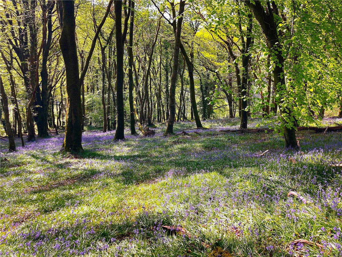 15.97 Sq M Land, Horningtops, Liskeard, PL14 - Available, Image 14