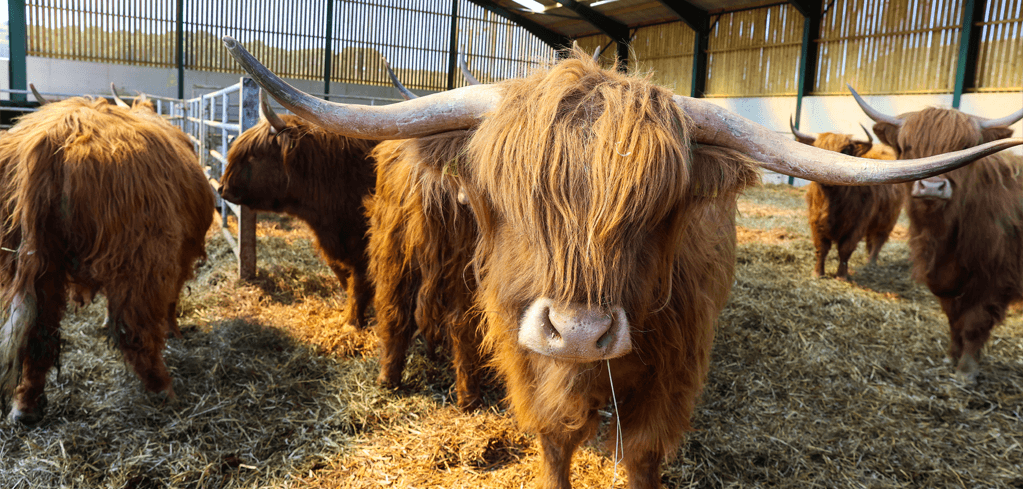 Highland cattle with long horns and shaggy reddish-brown fur standing in a barn with straw-covered floor.