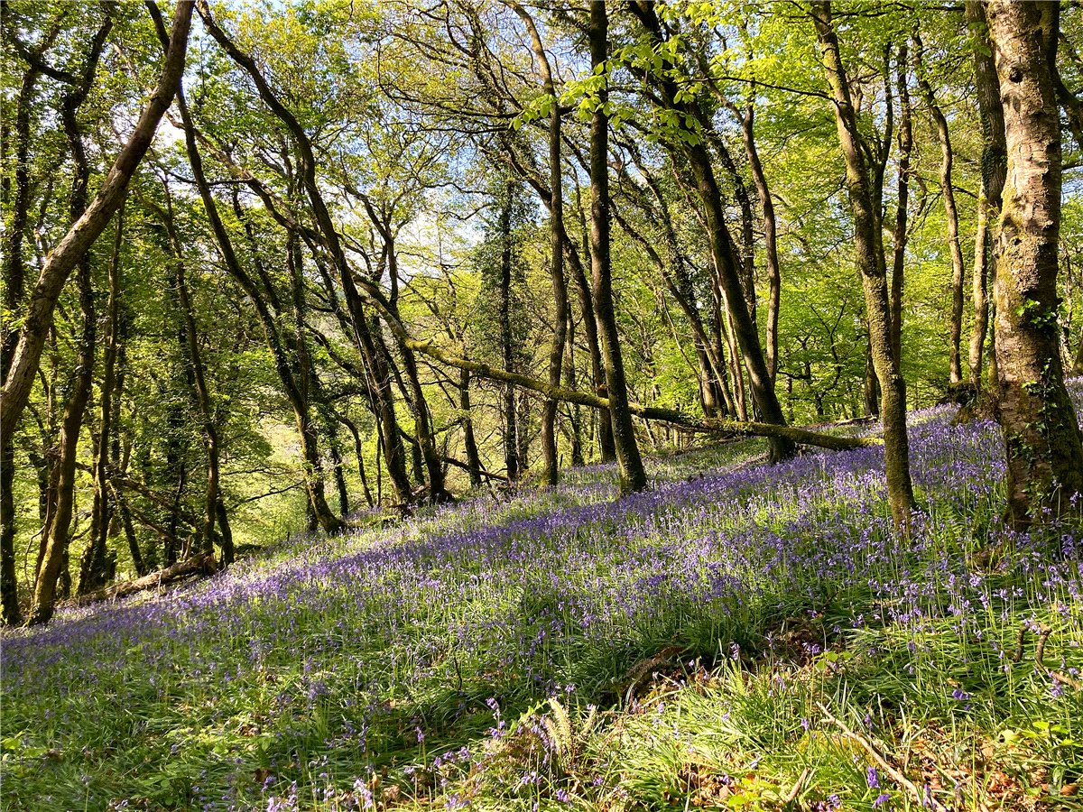 15.97 Sq M Land, Horningtops, Liskeard, PL14 - Available, Image 15