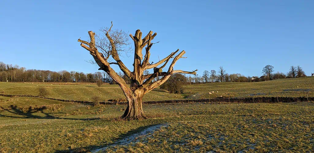 This image showcases a striking, weathered tree standing alone in an open rural landscape, illuminated by warm, golden sunlight. The surrounding rolling fields, distant tree line, and clear blue sky create a serene and expansive countryside setting.