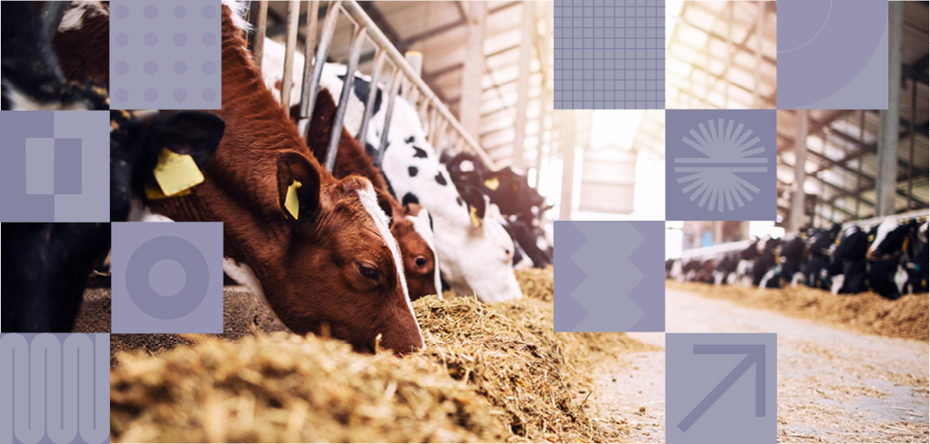 Dairy cows in a modern barn feeding on hay, with brown and black-and-white spotted cattle lined up at feeding troughs.