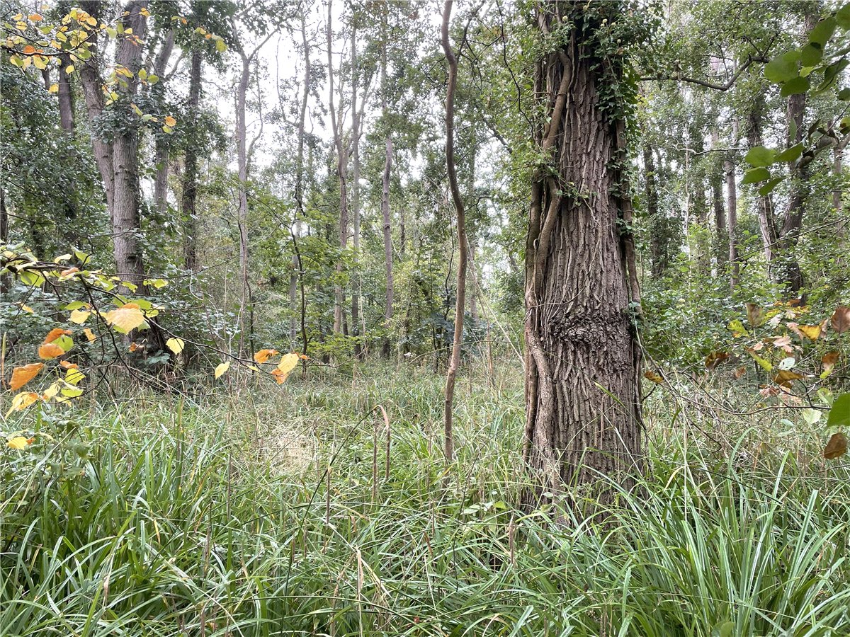 3.84  Land, Whittlesford, South Cambridgeshire, CB22 - Available, Image 4