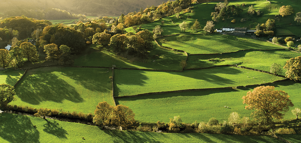Aerial view of lush green rolling countryside with stone walls, scattered autumn trees, and a white farmhouse in warm sunlight.