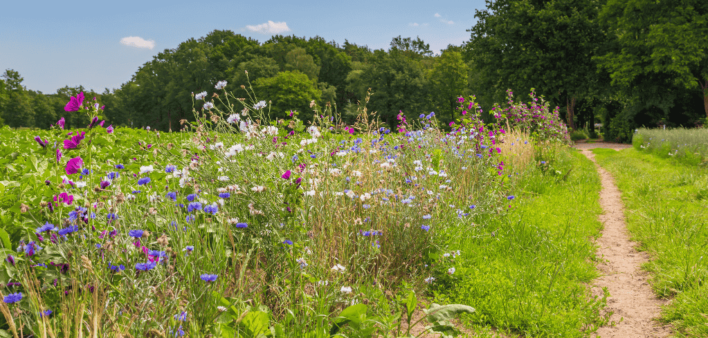 Dirt path winding through a meadow of colorful wildflowers with purple, white, and blue blooms under a clear summer sky.