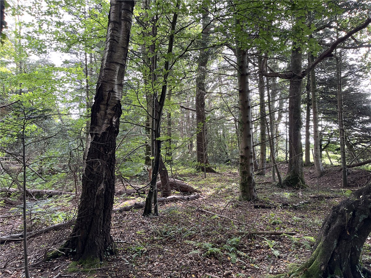 36.69  Land, Boduan, Pwllheli, LL53 - Available, Image 3