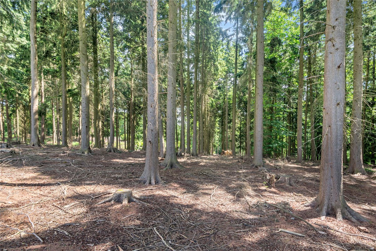 77.2  Land, Broad Lane, Upper Bucklebury, RG7 - Available, Image 6