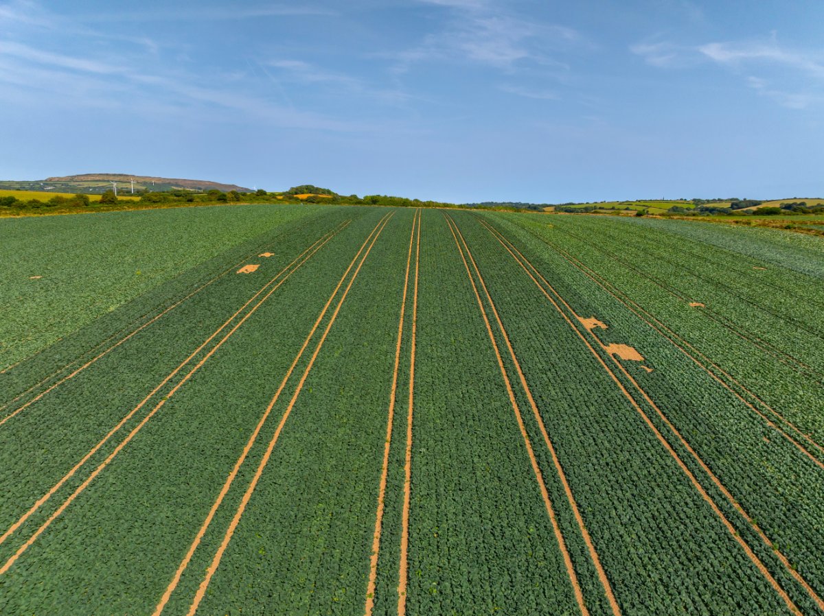 49.79  Land, Land At Resugga Farm, St. Stephen, PL26 - Sold STC, Image 9