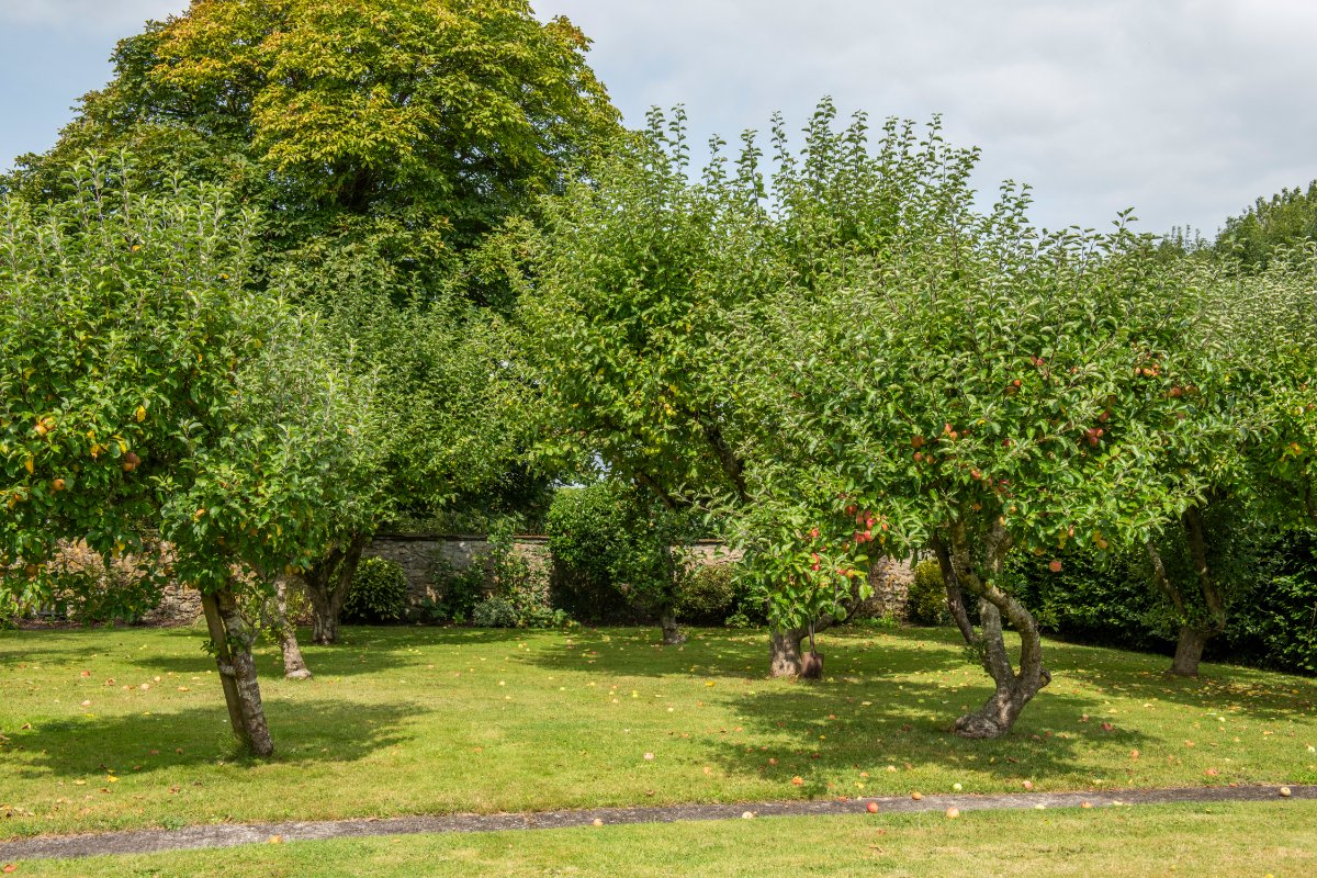 59.95  Farm, Manor Farm, Alhampton, BA4 - Sold, Image 30