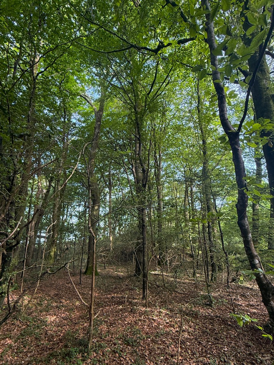 41.03  Land, Woodland At Chyverton, Chyverton, TR4 - Sold STC, Image 2