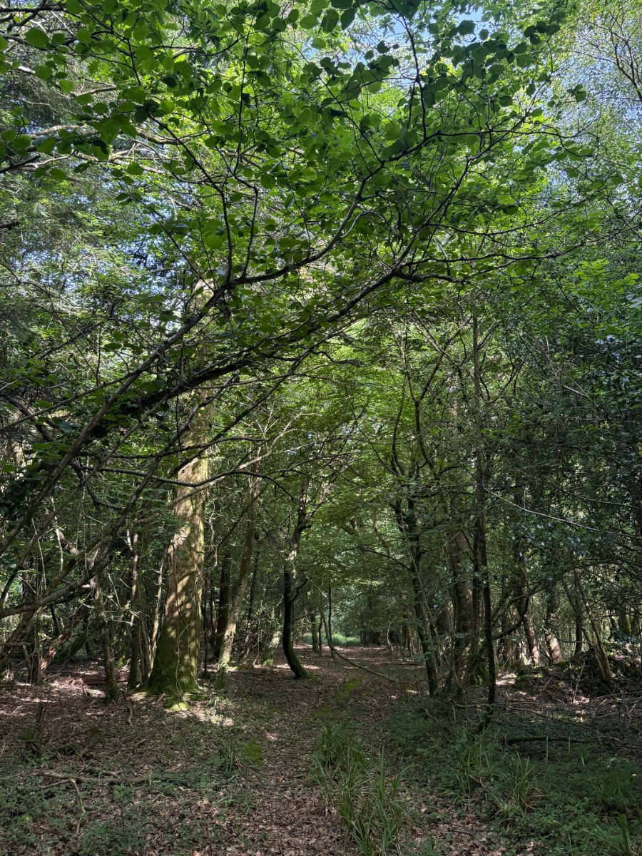 41.03  Land, Woodland At Chyverton, Chyverton, TR4 - Sold STC, Image 7