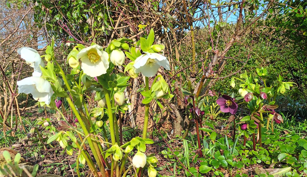 5 bedroom House, Netherton Road, Appleton, OX13 - Sold, Image 4