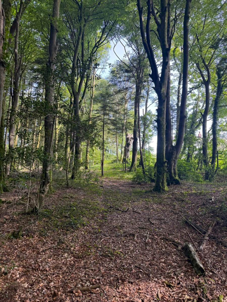 41.03  Land, Woodland At Chyverton, Chyverton, TR4 - Sold STC, Image 1
