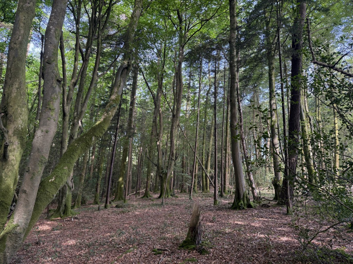 41.03  Land, Woodland At Chyverton, Chyverton, TR4 - Sold STC, Image 6