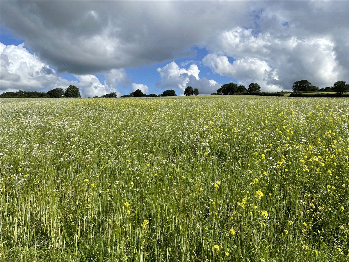87.74  Land, Lot 1: Land At Libbear, Shebbear, EX21 - Sold