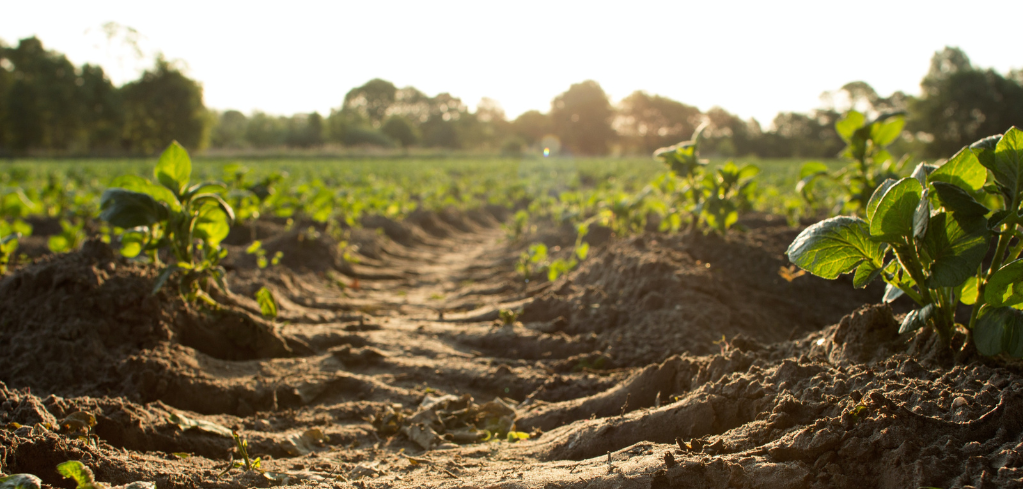 Young green crop plants growing in rows on a farm field, with sunlight illuminating the soil path between plantings.