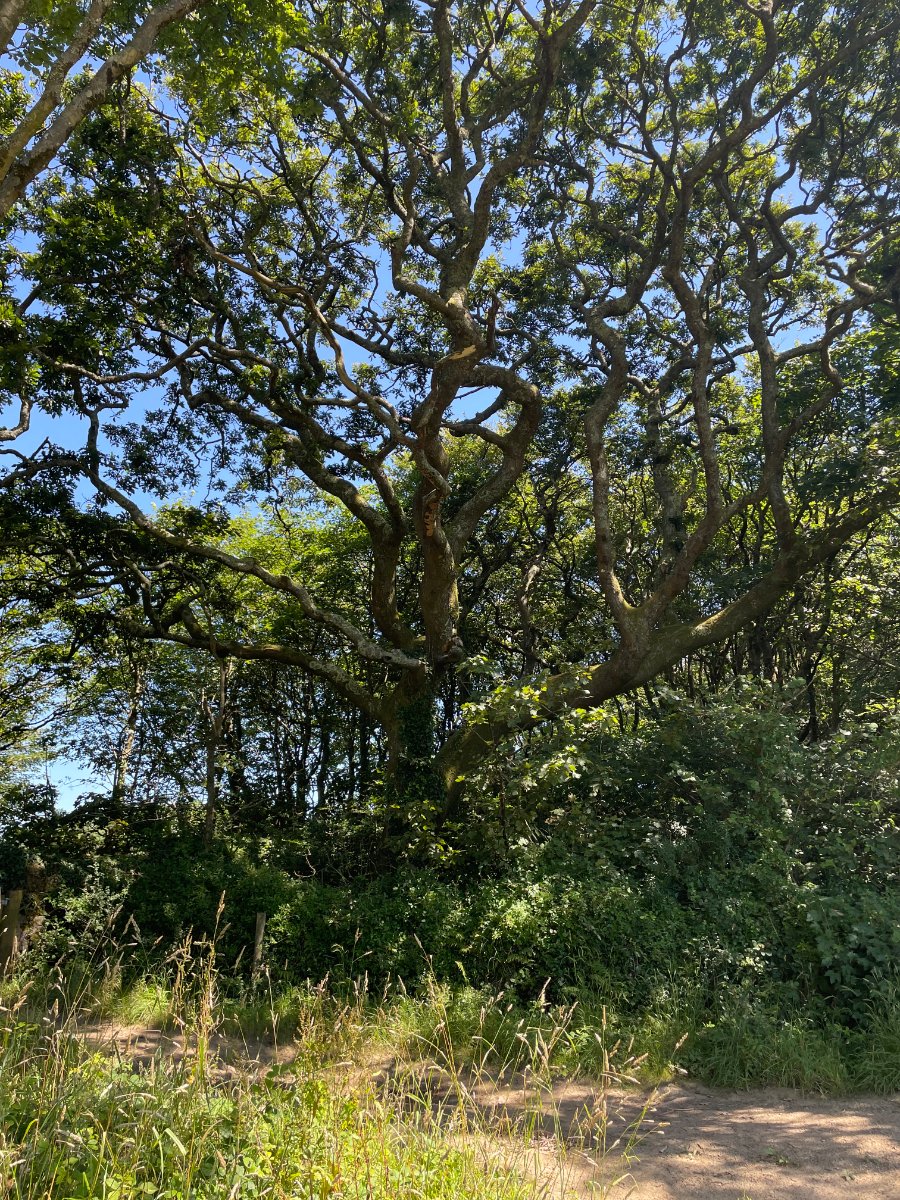 41.72  Land, Praze, Camborne, TR14 - Sold, Image 7