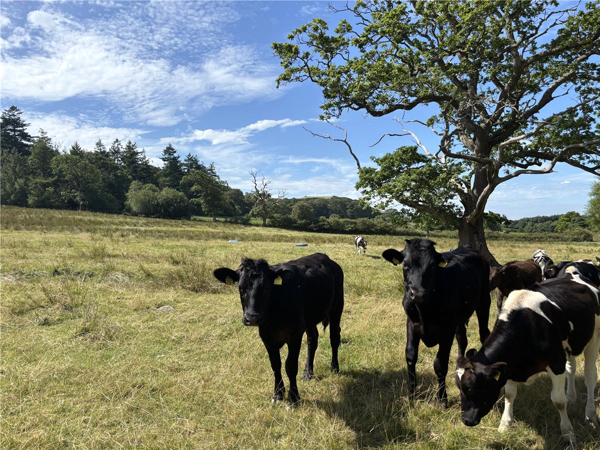   Land, Lot 2 - Prospect Farm, Cockermouth, CA13 - Available, Image 6
