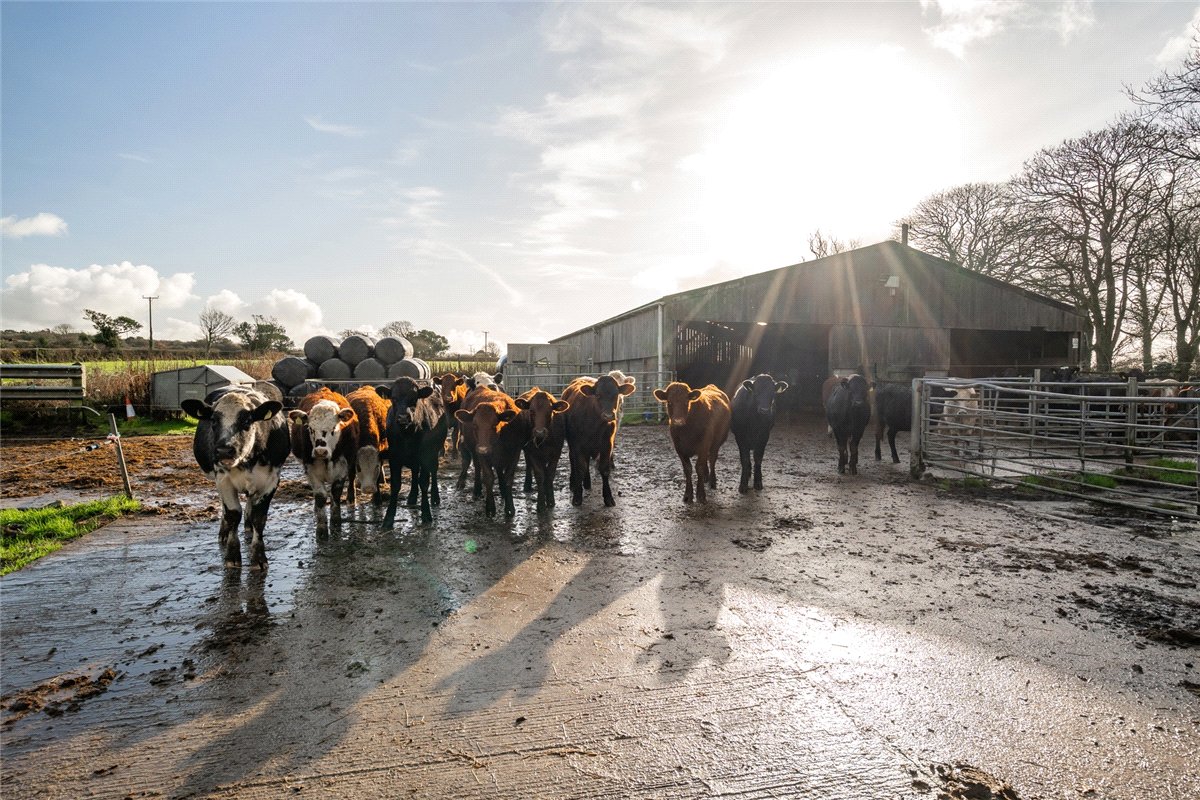 105.02  Farm, Praze, Camborne, TR14 - Under Offer, Image 4