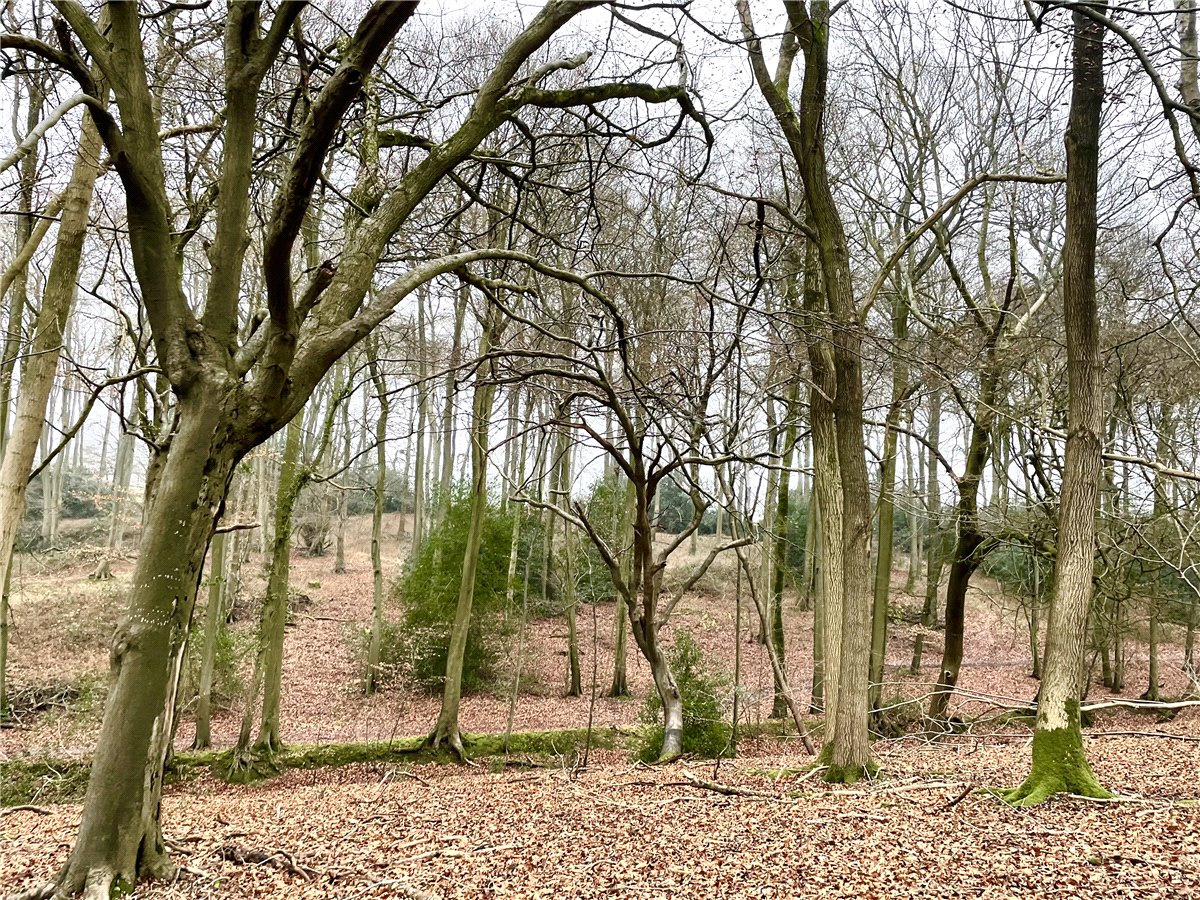 4.32  Land, Scrapelors Wood, Sprigs Holly Lane, OX39 - Sold