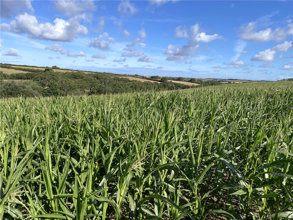 113.98  Land, Ruan High Lanes, Truro, TR2 - Available, Image 4