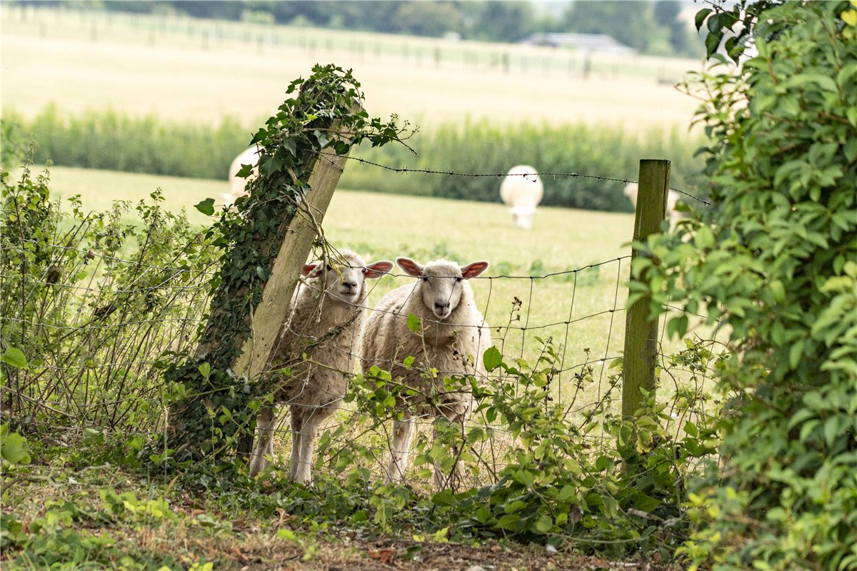 4 bedroom House, Crawley, Winchester, SO21 - Sold, Image 14