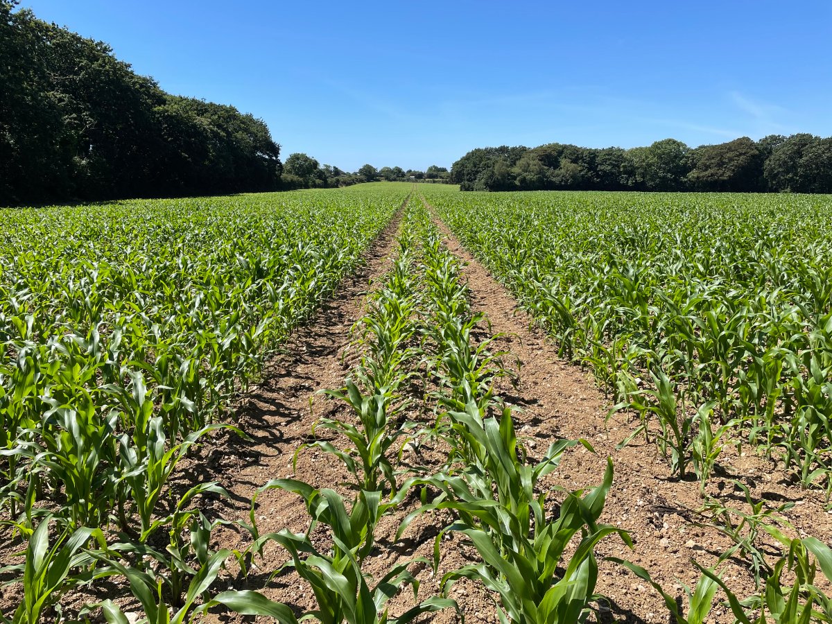 240  Land, Praze, Camborne, TR14 - Sold, Image 16