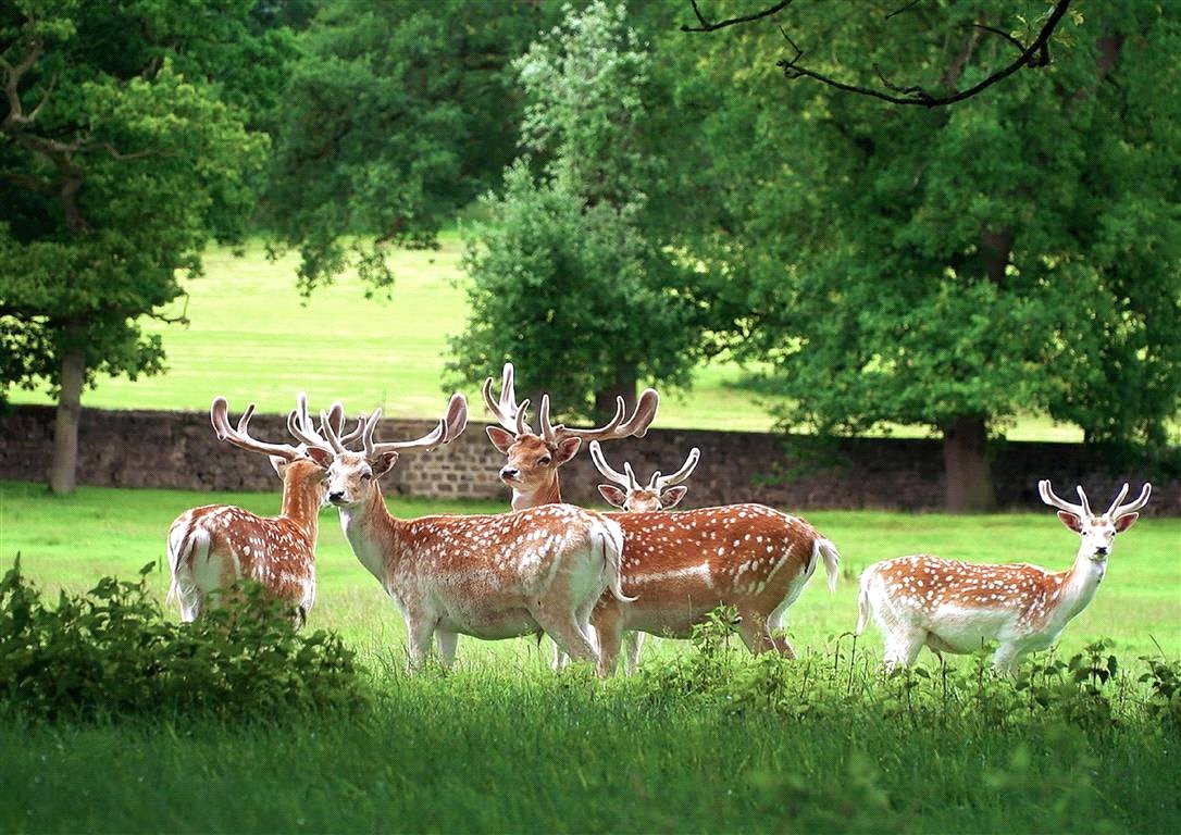 166  House, Ripley Castle, Ripley, HG3 - Available, Image 2