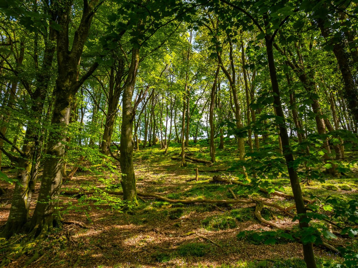 45.57  Farm, Golberdon, Callington, PL17 - Sold, Image 38