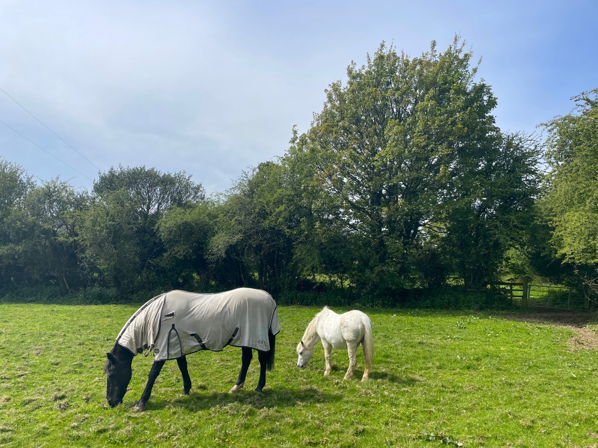 5.94  Farm, Pulla Cross, Truro, TR4 - Sold STC, Image 5