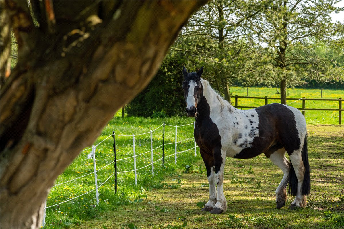 5 bedroom Equestrian Property, Great Coxwell, Faringdon, SN7 - Sold, Image 3
