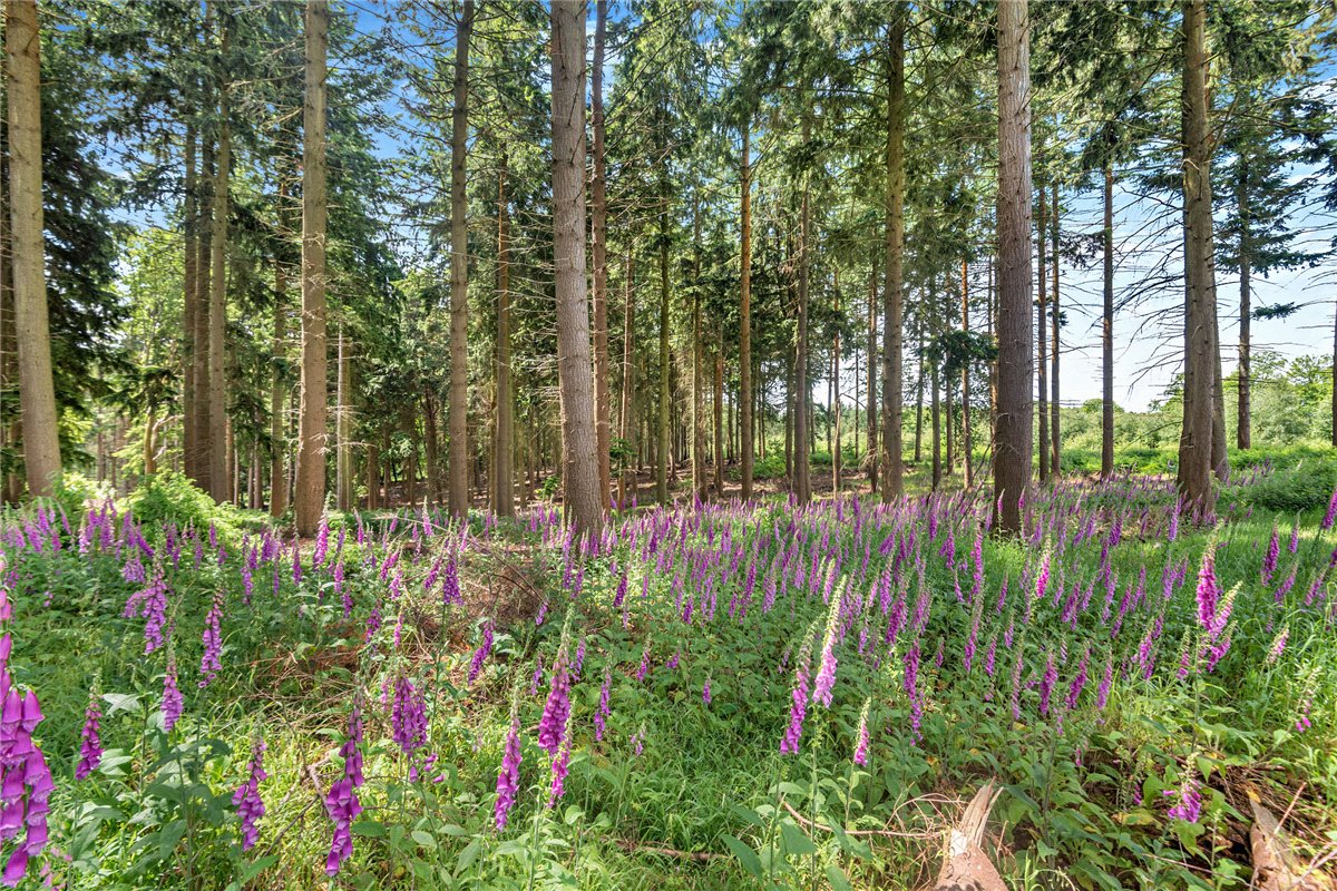 77.2  Land, Broad Lane, Upper Bucklebury, RG7 - Available, Image 4