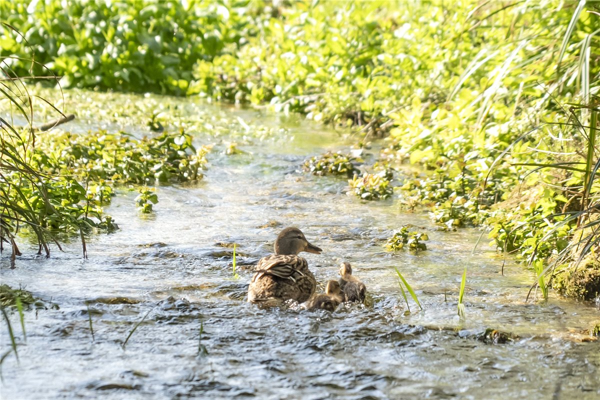 4 bedroom House, Farley Street, Nether Wallop, SO20 - Available, Image 15