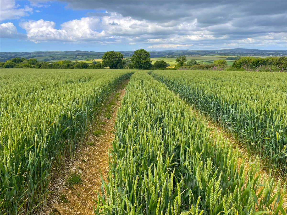 19.79  Development Land, East Taphouse, Liskeard, PL14 - Sold, Image 4