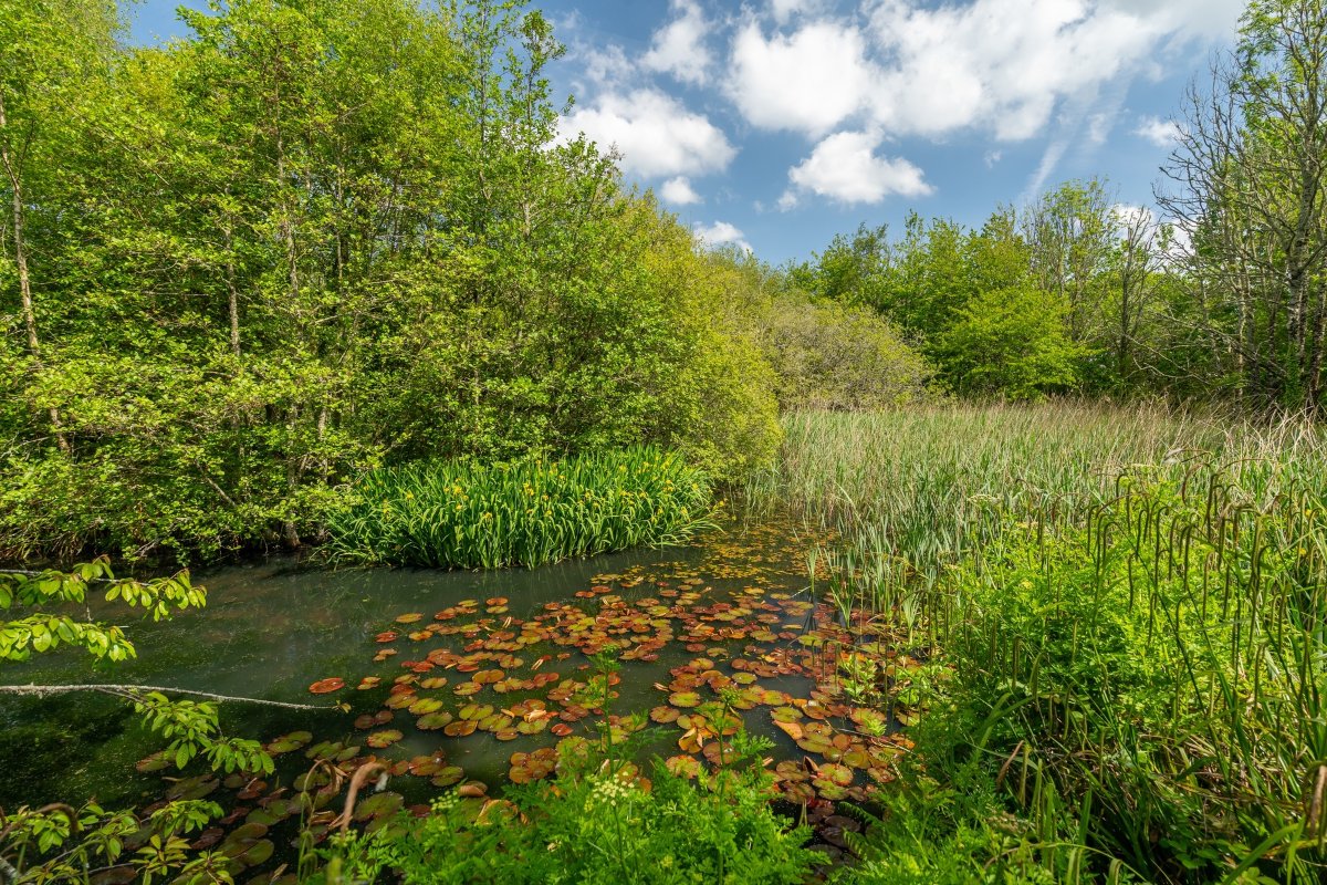 49.95  Farm, Tresamble, Gwennap, TR16 - Sold, Image 20